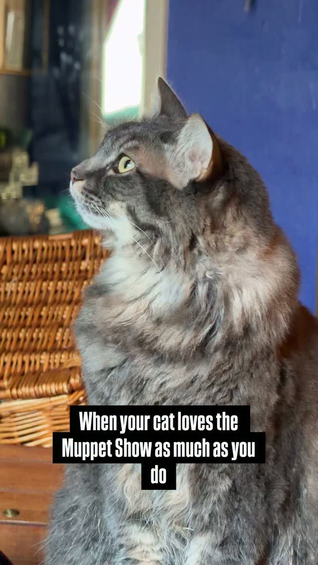 Sophie is LOCKED IN. #catstagram