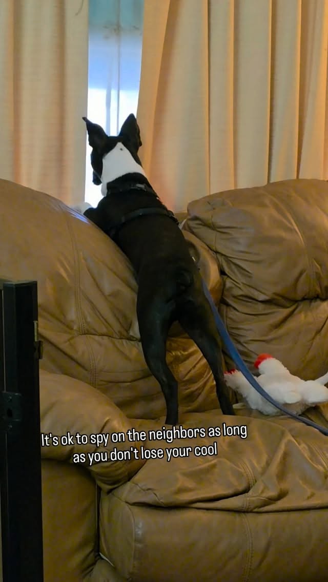 Cricket's neighborhood watch is officially on duty 👮♂️🚔
I don't mind him watching the neighbors, squirrels, birds, or whatever else is happening outside.
He can look. He can be curious. He can observe.
The goal here is teaching him that he doesn't need to bark about everything he sees
And if something does get him worked up? We don't make it a big deal. We move on, switch to another activity, and have some fun!
Because sometimes the best way to handle a big feeling is simply:
"Okay, let's go do something else."
Follow for realistic dog training that focuses on helping dogs navigate the world not pretending they don't notice it. ❤️