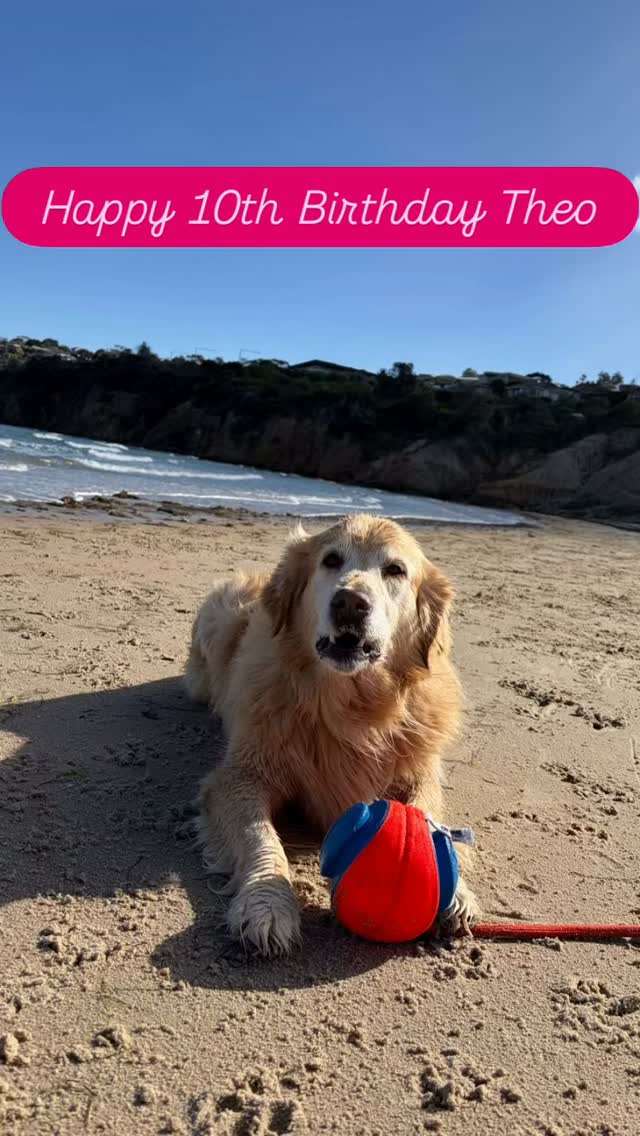Theo turns 10 today!! 🙌👏👏
Happy Birthday Mr Fun Pants!
I bet you’re going to have the best day with your Mum.
Cheeky snacks and belly rubs.
#birthdayboy
#goldenretrievers #dogsofmorningtonpeninsula
#goldenretrieverworld #gotyadog