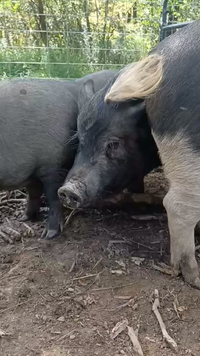 It's Friday. Go annoy your siblings.
#tgif #weekendvibes #animalrescue #operationsquealcity