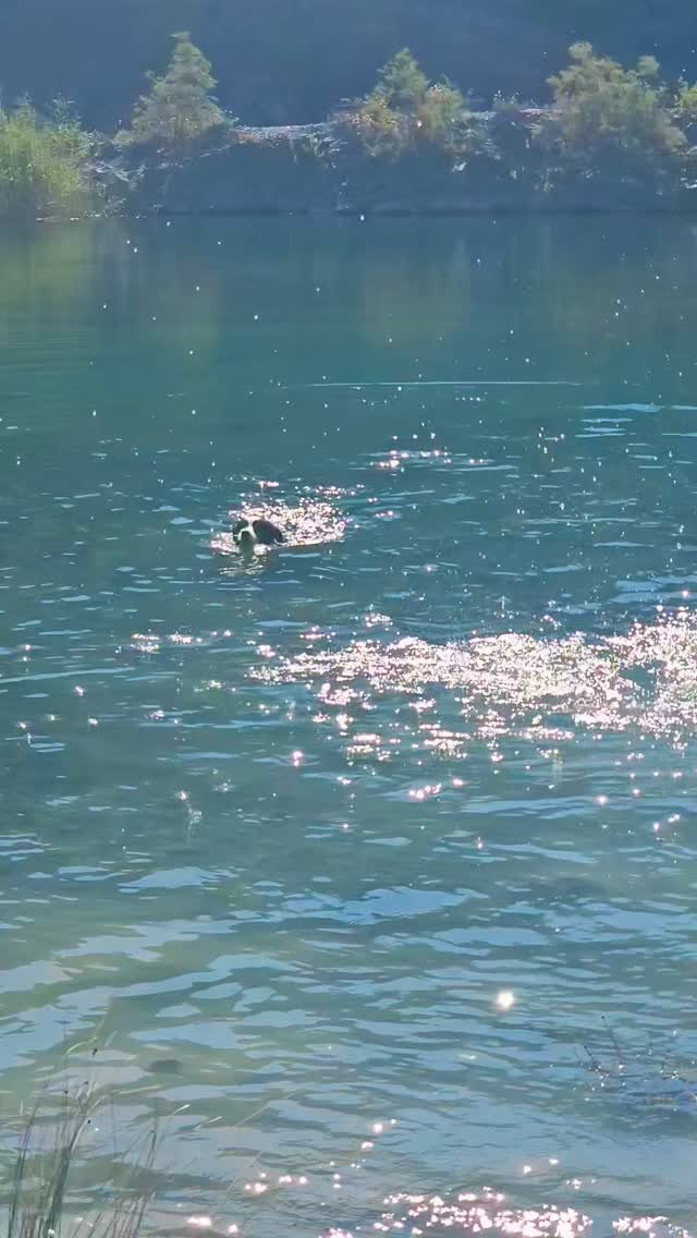 My type of heaven ♡
#swimming #lake #bordercollie
Fueled by @eukanuba_dogfood @fokiapetcy 🎀