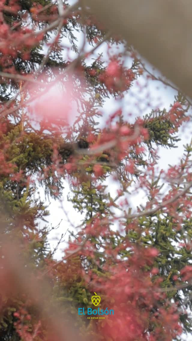 🌸 La primavera ya empieza a asomarse 🌿✨
Los primeros brotes, una flor que aparece, nuevos colores en el paisaje, días un poquito más largos… 🌱☀️
Hay pequeños indicios que nos anuncian que una nueva estación está llegando. 💚
📸 Y queremos verlos a través de tus ojos.
Compartinos en los comentarios una foto de esos primeros signos de primavera que encontraste, estés donde estés. 🌸🍃
¡Hagamos entre todos un álbum de la primavera que comienza!
¿Ya encontraste el tuyo? 👀👇