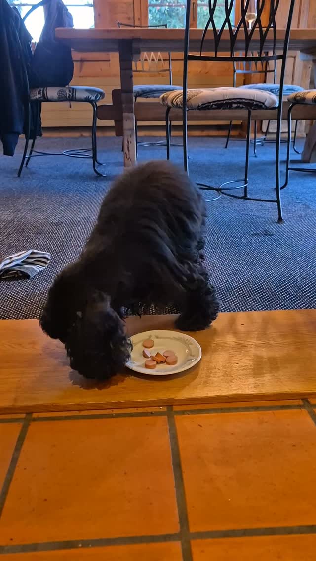 Emely (Very Vigie Final Call) wurde heute 16 Jahre alt. Wir wissen nicht, wie viel Zeit wir noch zusammen haben, aber bisher haben wir jeden Moment mit ihr genossen 💕💕