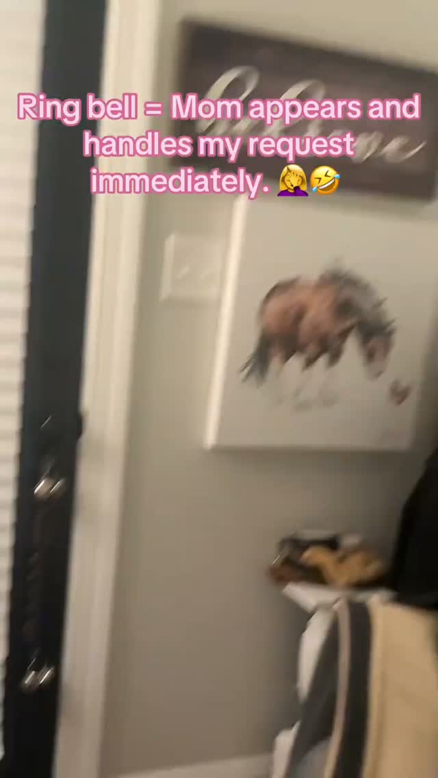 I thought I was training Joshua. That was adorable. 😂🔔🐾
He quickly figured out that one little ring brings Mom running—and suddenly, he had his own personal service bell. Outside? Ring. Treat? Ring. Attention? Obviously… ring.
Yorkies may be tiny, but they are always three steps ahead of us. 😂
What has your dog trained YOU to do? Tell me in the comments! 👇
#Yorkie #YorkshireTerrier #YorkieLife #YorkieLove #DogTraining