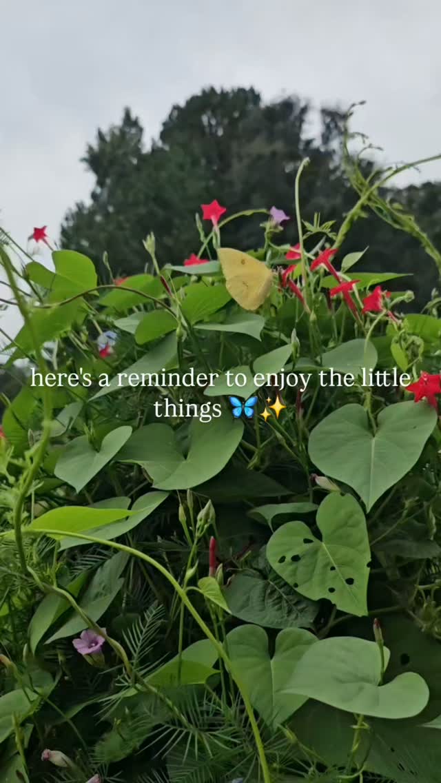 I love that there are so many butterflies around our place now 🦋✨️
#nature #butterfly