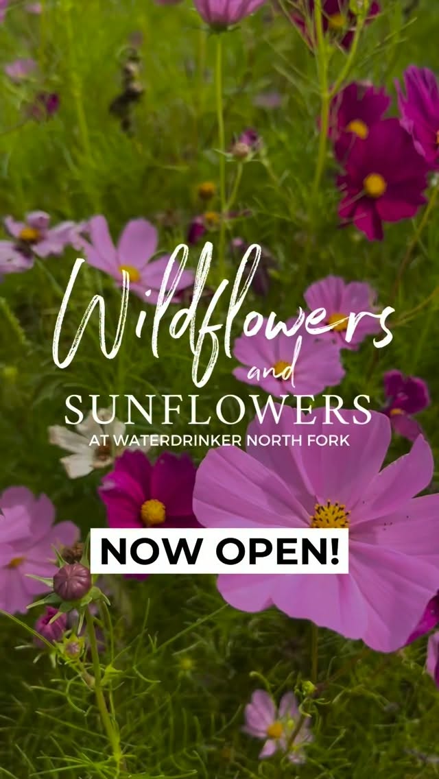 STILL LOOKING FOR WILDFLOWERS THIS WEEKEND?!
Visit us at Waterdrinker North Fork this Saturday, Sunday and Monday for Wildflowers, Sunflowers, Pumpkins and tons of Fall Fun!
📍 4560 Sound Avenue, Riverhead NY 11901