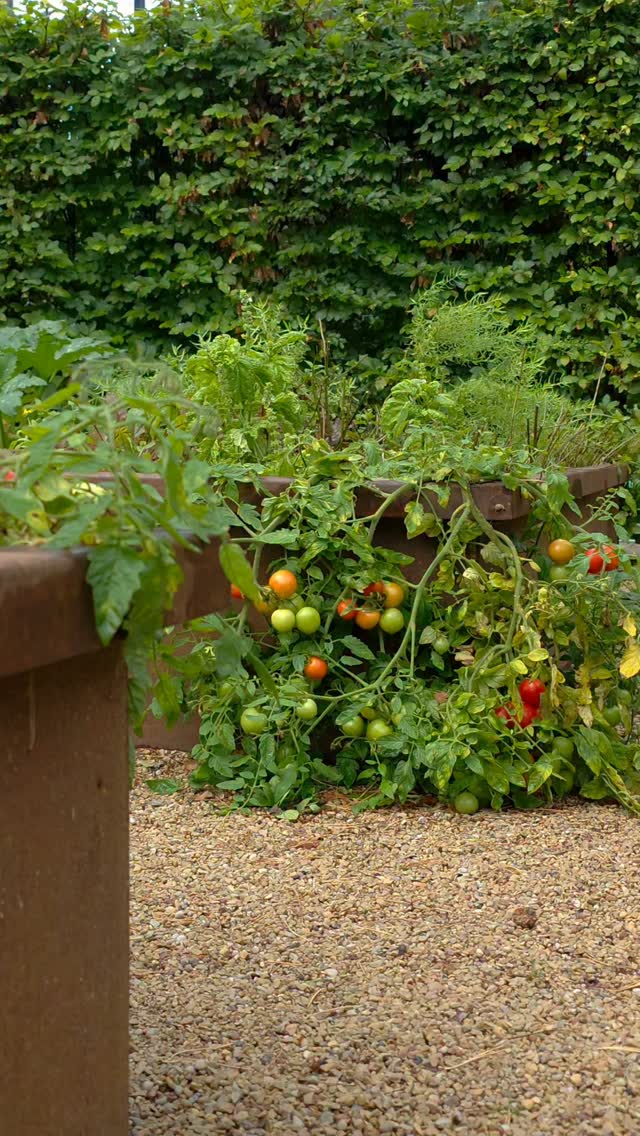 Does a contemporary-designed garden have room for a kitchen garden? Our answer is a definite yes.
With all its imperfections and deliberate untidiness. With colours that change through the season, flowers that come and go, and, of course, fruit and vegetables that gradually ripen.
There is something special about watching the harvest develop, picking it and eventually enjoying it. And along the way, the kitchen garden becomes a constantly changing part of the garden itself.
A feast for the eyes – with a harvest as a bonus.