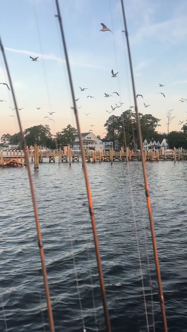 Beautiful sunrise on the Pungo River. #inshorefishing #sunrise #bullreds #seagulls #dream