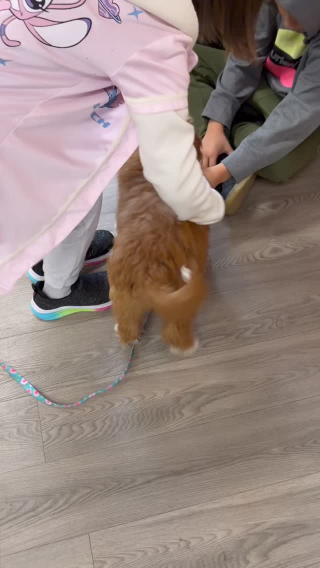 *Rusty has found his family*
Sweet baby Rusty’s day at school! We’re still looking for a perfect guardian! Check out the Guardian page on the website for details about our program. ❤️
