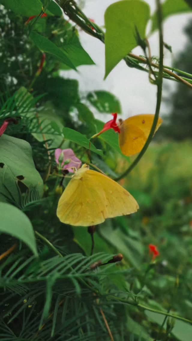 Forever searching for my place 🌼🦋✨️