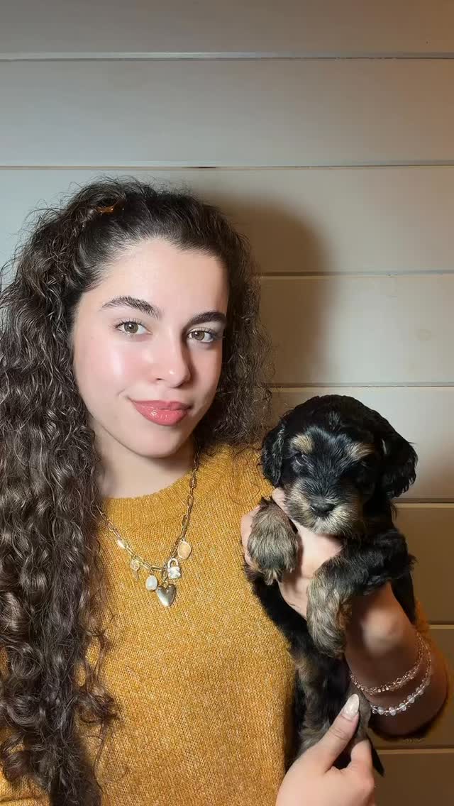 🍑 Georgia New Mom Alert! 🐾
Our sweet Georgia—who just happens to live in Georgia!—is officially a first-time mama. 🤎 Georgia, Maggie & daddy Jasper all live with our dear friends there, making this litter extra special to us.
A special thank you to our sweet friends for taking such amazing care of these precious puppies and loving them so well. We couldn’t be more thankful! 🥹🤎
Georgia’s Beatles-themed babies are absolutely adorable, and we still have availability! 🎶
🏡 Going home 10/6
#southernmeadowsdoodles #australianlabradoodle #puppylove #miniaustralianlabradoodle #australianlabradoodlebreeder