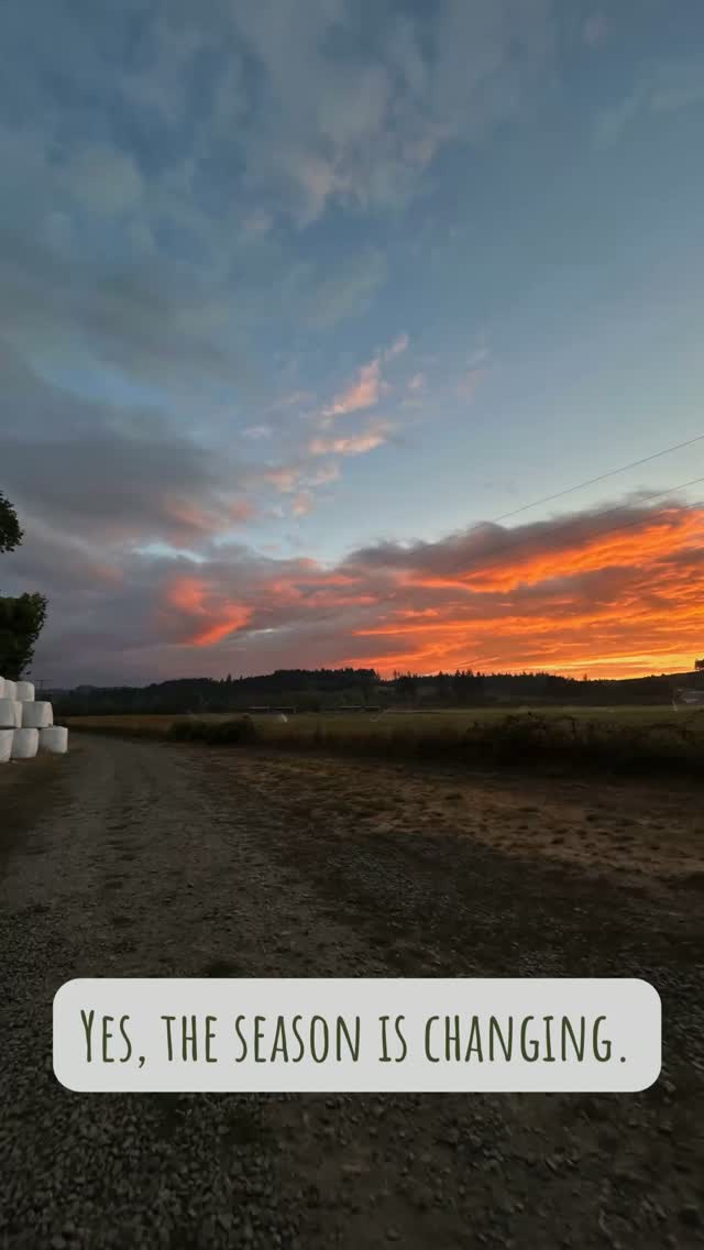 We are glad for the rain! The sun will come back next week and the grass will green up and we'll have another month or more of growth and abundance! Thank goodness we're a little less parched!