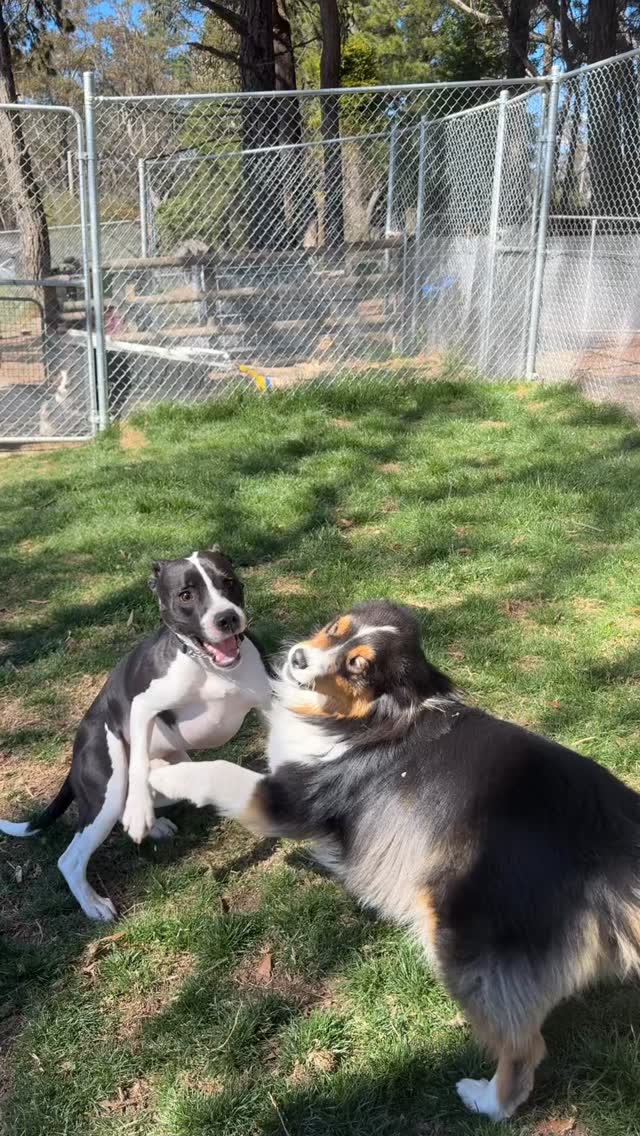 Urkel’s arrival made Tilly’s day ❤️
Oh I wanna Dance with somebody ….
#DogBoarding #PetResort #DogHotel #DogLovers #HappyDogs