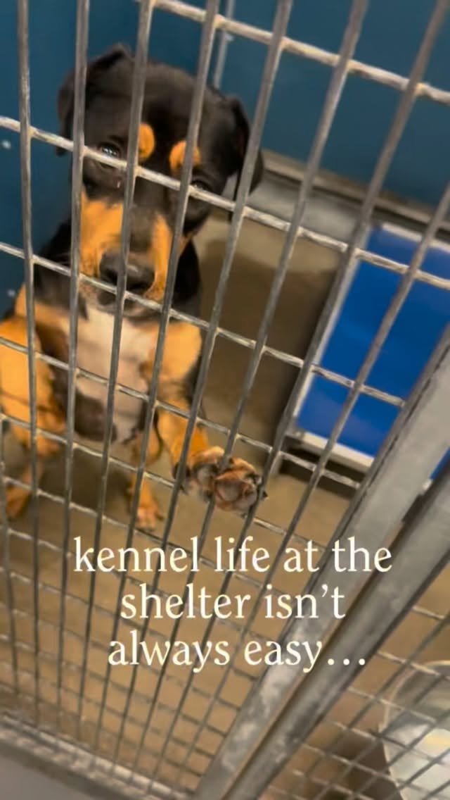 Being confined to a kennel over 20 hours a day is extremely tough. Cowtown Friends’ mission is to provide in-kennel enrichment to every dog at the shelter. Our goal is to keep them mentally engaged, reducing stress and boredom which allows their true personality to shine to potential adopters walking the kennels.
Your donation enables us to continue purchasing enrichment items all year long for the animals at @fortworthacc !
💙 DONATE ANYTIME through our website — link in our bio!
If you’re interested in Brownie, information in the comments.
#adoptdontshop #fortworth #ntxgivingday #rottweiler #shelterdog