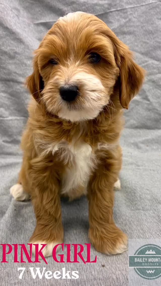 Lana’s puppies are 7 weeks old! We have 3 still available! Let us know if you want a puppy! Mini Goldendoodles, 30-35 pounds.
#goldendoodle #goldendoodlesofinstagram #dogsofinstagram #doodlesofinstagram #puppy #goldendoodlepuppy #doodle #dogs #doodletales #dog #puppylove #goldendoodlesofig #multigengoldendoodle#goldendoodlepuppiesforsale#goldendoodlesofnc #goldendoodlesofsc#standardgoldendoodle #yeahthatgreenville