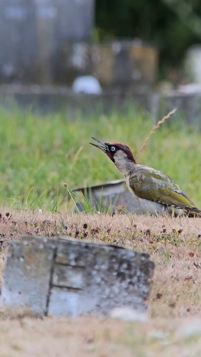 Fast becoming one of my favourite places to sit and be joined by one of my favourite birds!
Green Woodpeckers are typically incredibly shy birds, but if you are patient and give them no reason to spook, they can be incredibly confiding!
I have recently found that graveyards are one of the best spots to catch up with these glorious ant hoovers in person!
#bekindwatchbirds #noticenature #natureinspires #birdinguk #lessonsfrombirds