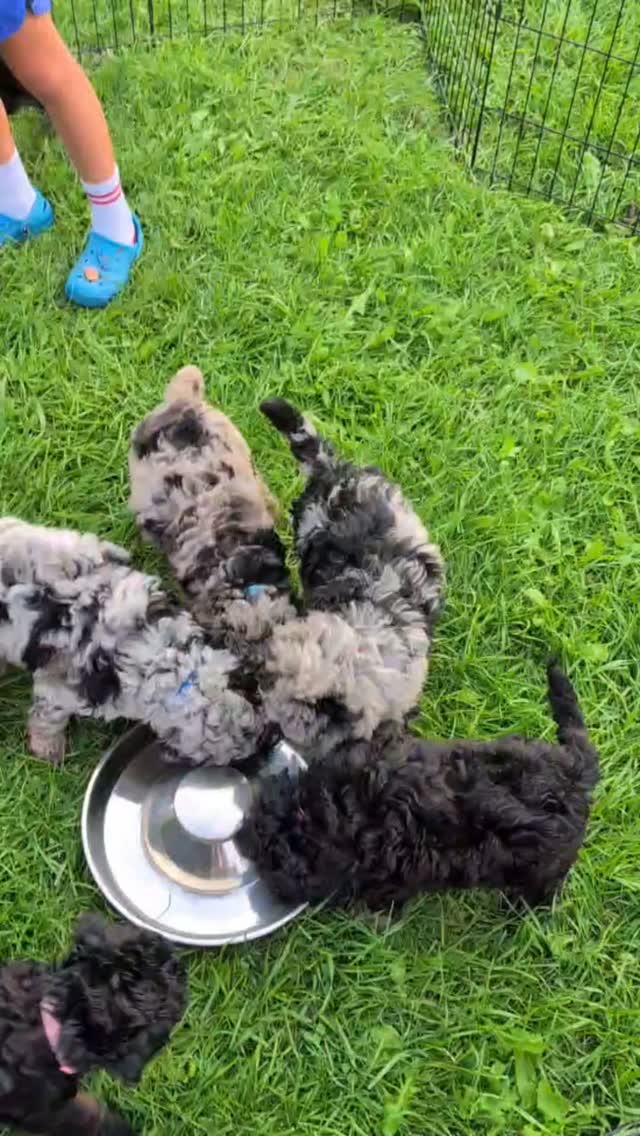 🍽️🐾 Early Lunch Al Fresco! 🌿☀️
Today the puppies enjoyed an early lunch outside, and judging by the way they licked that bowl completely clean, I think it’s safe to say lunch was a HUGE hit! 😂🐶💕
There were lots of happy little faces, full bellies, and plenty of satisfied puppy kisses afterward. 🥰
Nothing better than enjoying a delicious meal in the sunshine with your siblings! 🌱🐾
Clean bowl = happy puppies! ❤️
#DelilahsPoodleDoodles #PuppyLife #PuppyLove #PuppyLunch