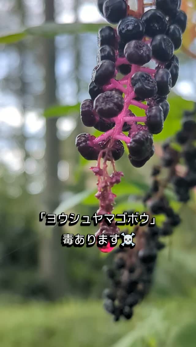 庭にある
ヨウシュヤマゴボウ。
昨年あたりから、ちょこちょこ顔を出すようになりました。
見た目はなんだか美味しそう。
でも、食べちゃダメなやつです☠️
毒があるので、山梨県警も注意喚起しているほど。
しかし、この雫。
なんだかワインみたいでしょ🍷
まぁ……
飲んだら、もれなく
百年の眠りにつけるかもしれません😇☠️
庭先トレイルの庭には、
いろんな植物が暮らしています。
癒してくれるものもあれば、
ちょっと危険なものもある。
それも含めて、自然。
そんな庭を歩いて、
見て、感じて、楽しんでみませんか🌿
#庭先トレイル
#八ヶ岳
#八ヶ岳南麓
#ヨウシュヤマゴボウ
#自然体験
「庭先トレイルで、自然を楽しもう🌿」
