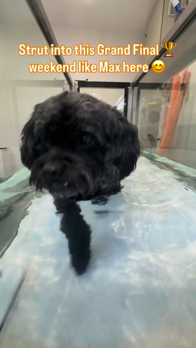 Limited number of appointments still available this weekend.
Enjoy the Grand Final everyone 🏆😊
#caninehydrotherapy #dogrehab #rehab4pets_au #kilsyth