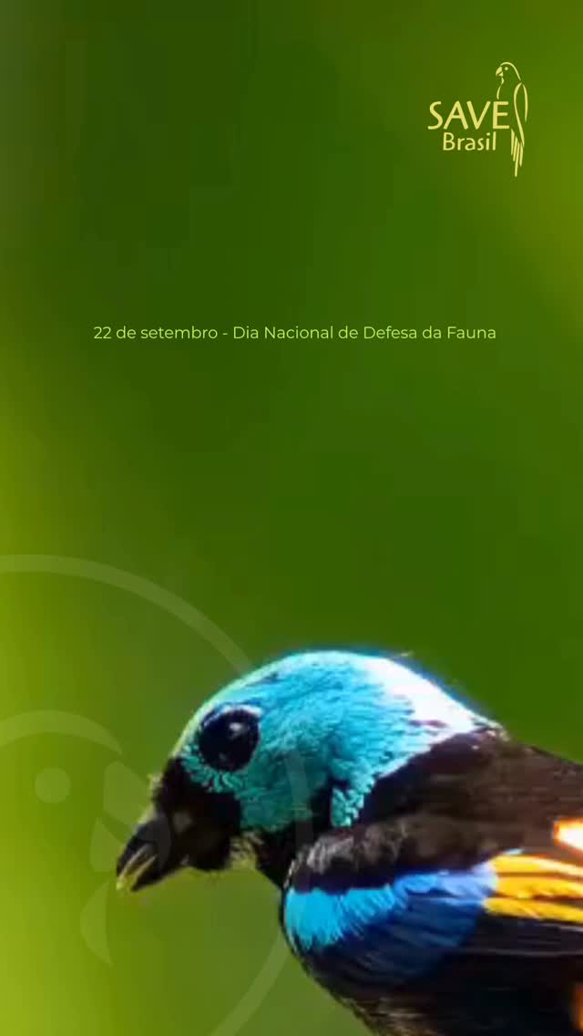 Você pode escolher proteger o meio ambiente nas urnas 🗳️
Uma floresta que permanece em pé. Um manguezal protegido. Uma área natural que continua existindo. Uma espécie que encontra alimento e lugar para viver.
Nada disso acontece por acaso.
A conservação da fauna também passa pelas escolhas que fazemos como sociedade, inclusive nas urnas. Quem ocupa espaços de decisão pode influenciar leis, investimentos, fiscalização e políticas que afetam diretamente os ambientes e as espécies que vivem neles.
Por isso, neste Dia Nacional de Defesa da Fauna, vale olhar para as eleições por outro ângulo: o que as pessoas que querem nos representar pensam sobre biodiversidade? Sobre conservação? Sobre o uso e a proteção dos nossos ambientes naturais?
Antes de votar, busque informação. Conheça propostas, posicionamentos e históricos.
Cada um de nós tem o poder de escolher participar das decisões que definem o futuro do meio ambiente, o nosso futuro!
Defender a fauna também é um ato de cidadania.
#AmigosdaSAVE #Biodiversidade #SAVEBrasil