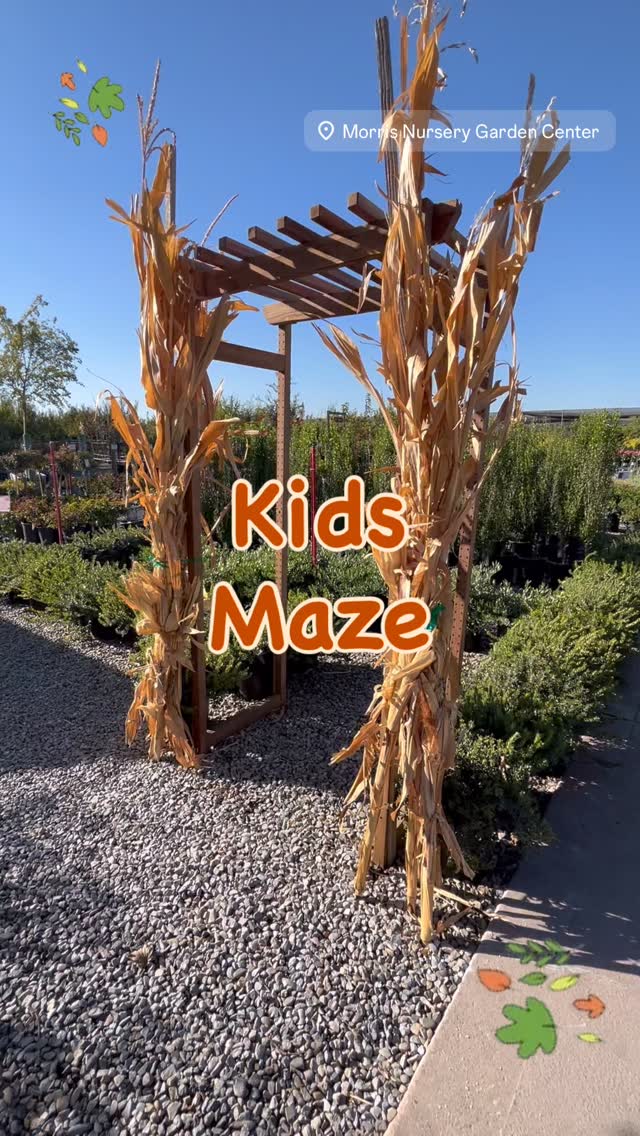We’ve got a fun little maze all set up for the kids. 🍂
Come out enjoy this spectacular fall-like weather. It’s so fun to see the nursery change with the seasons. 🍁