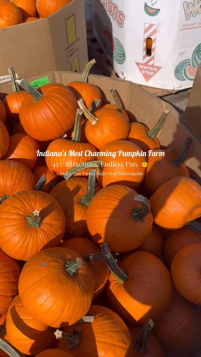 The cutest pumpkin farm in Indiana!! ✨
Opening this weekend, Sept. 26!🎃🧡
📍Dull’s Tree Farm | Near Indianapolis, Carmel & Lafayette