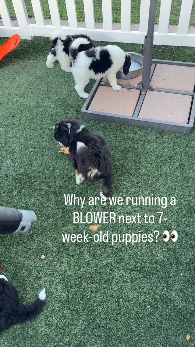 Confidence isn’t something we just hope our puppies go home with. We work on it every single day. 🤎
At seven weeks, these little brains are taking in SO much, so we use playtime to safely introduce new sounds, surfaces, objects and experiences. The goal isn’t to make sure they’ll never be startled by something. It’s to help them learn how to experience something new and recover quickly… because life is going to throw a lot more at them than a leaf blower. 😂
Little exposures now. More confident pups later. 👏🏼