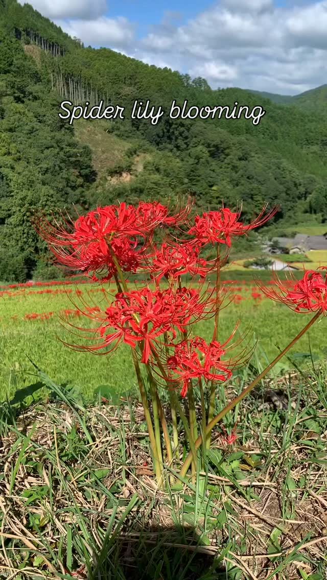 Around this time of year, red spider lilies bloom in abundance, lining the terraced rice fields near my home.
#彼岸花 #spiderlily #yame