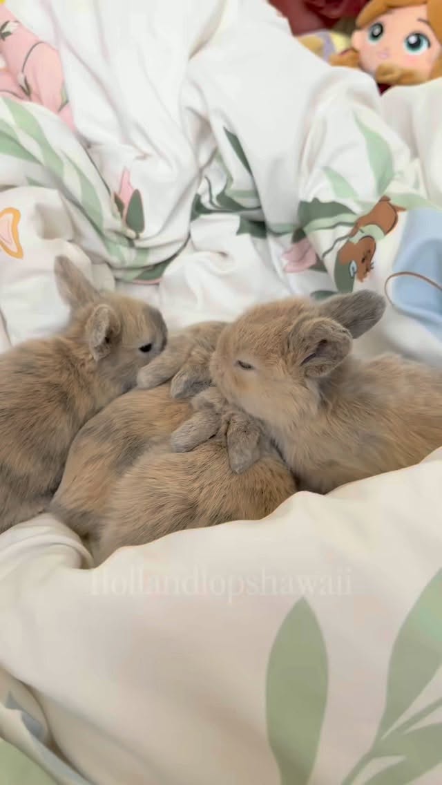 Sundays are for slow mornings and baby bun snuggles 🤍 Our blue harlequins are getting so big and curious! They’re spending lots of time with us at this age to help them grow into confident family companions.
Visit our website www.hollandlopshawaii.com for more info🤍
#hollandlop #hawaii #oahu #luckywelivehawaii #hollandlopbreeder
