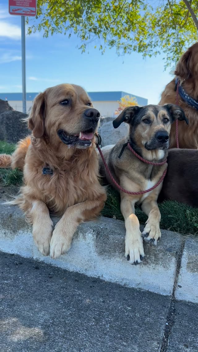 Petaluma woofers of Wednesday looking adorable as always!
•
#dogdays #dogisgood #weloveyourdogs #dogwalker #petaluma
