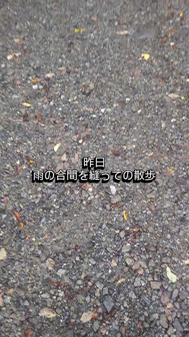 台風の合間を縫って散歩
京友の投稿に刺激されて、
私もワラーチで歩いてみました。
足裏への刺激に、
ヒデキ・感激❗️😂
今朝も気持ちよく歩いてきました。
#ワラーチ
#朝んぽ
#八ヶ岳暮らし
#足裏刺激
#runsun