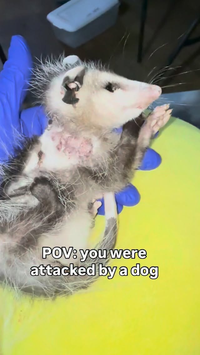 They itch. They feel. They need help too 🙏❤️