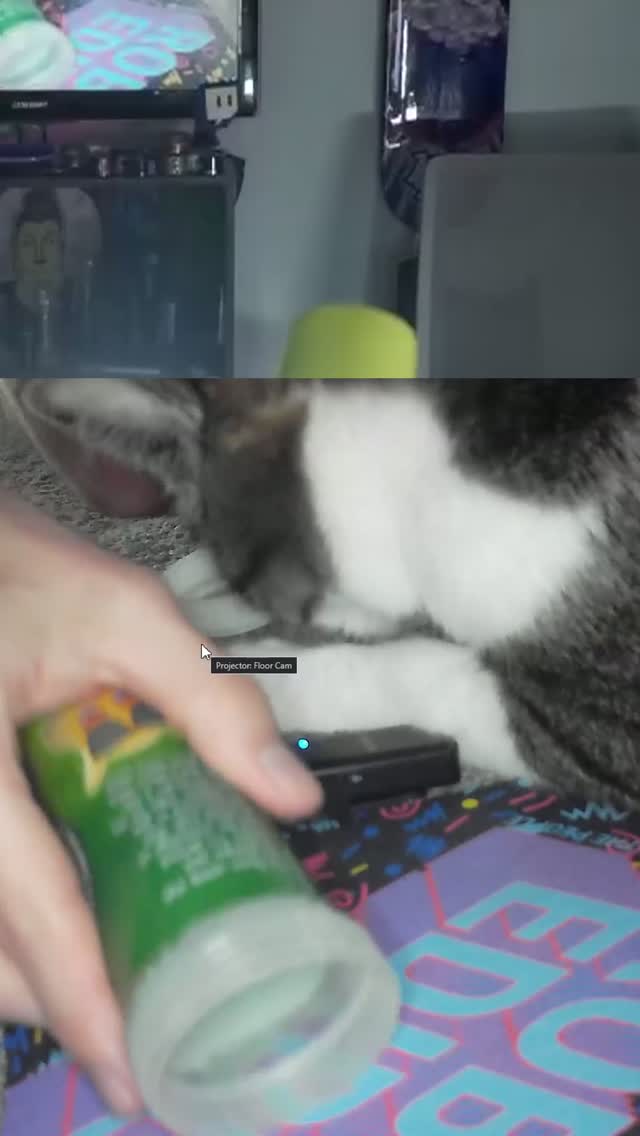 Catnip ASMR