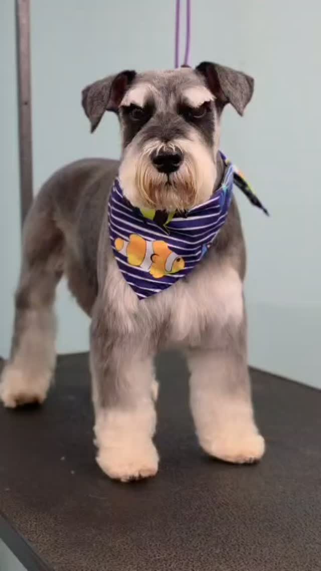 A classic Schnauzer cut is all about those signature furnishings, a defined beard, and a clean, structured silhouette that highlights their adorable personality ✂️🐾 Whether you love the traditional look or want to put your own twist on it, we can help customize a style that suits your pup’s coat, lifestyle, and maintenance needs. Call or text us at 512-400-5774 to get on the schedule for a much-needed spa day! 💛
#schnauzergrooming #classicgrooming #luxurydoggrooming #sanmarcostx #dogspa