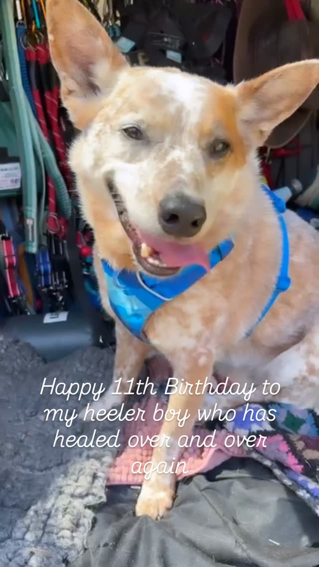 👑 JOLLY BOY TURNED 11 YESTERDAY! 🐶
The footage from this past wonderful year would be a joy to see even without knowing the journey that was taken to get here. Jolly was such a carefree puppy with easy trust and adoration for everyone. We had so much fun and freedom until he witnessed my chaotic Saturn Return when he was 3 years old.
Within that one year, he was attacked by a tradie, survived an extreme injury in a way that I've come to realise was wildly lucky, and physically shielded my life when I was set upon in the dead of night. I'll never forget the people who helped us survive his emergencies, nor those who suggested I abandon him when he was changed by trauma. My sweet boy who once slept on his back with his legs in the air became hypervigilant and unpredictable.
I invested in trainers and behaviourists who made things worse. To heal, you must first believe it's possible, but I admit my faith faltered and our forward movement stalled when I couldn't find people who also believed he could get back to himself. When every path seems to hold new threats, eventually you decide to just stay where you are, and I pulled up the drawbridge to keep everyone safe. Then, one day, everything changed.
I'm eternally indebted to Jolly's wonderful trainer, Claire, who is truly like a real life angel, and his Uncle Mick, who has brought so much fun and friendship into Jolly's life. They encouraged Jolly and I to work through our fears after all these years and learn to trust again, which has restored so much of our freedom and joy. His first pack play was one year ago, and now it's just a normal part of his life.
Jolly is not only my funny little companion and confidante, but my soul dog and my greatest teacher of what unconditional love really is. I know he'll never stop protecting me now, but it lightens my heart that these days, he spends more time playing with his friends, hanging out with his favourite people and wearing that hard-won cheeky smile.
@wildspirit.dogtraining
#heelergram #acd #reactivedog #redheeler