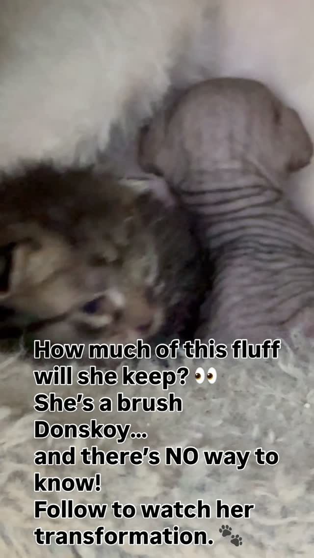 The fun of a brush kitten—you never know how much hair she’ll lose as she grows! Will she stay fuzzy or change completely? We’re watching right along with you. 🤍
#Donskoy #DonskoyKitten #BrushDonskoy #HairlessCats #KittenTransformation