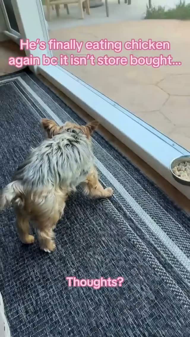 Joshua has rejected chicken so many times I was starting to think he had a personal grudge against it. 😂🐾
Then I offered him some chicken that wasn’t from the store… and suddenly he’s interested. The tiny food critic has spoken.
Yorkie parents, what food does your pup refuse one day and love the next? Tell me I’m not alone. 👇
#YorkieLife #YorkieParents #PickyDog #JoshuaTheYorkie