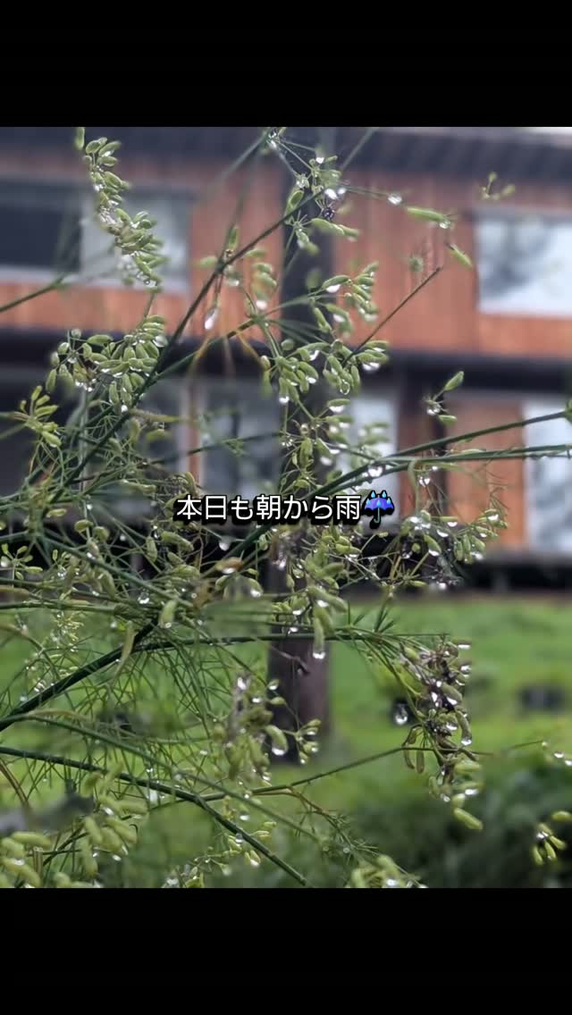 雨の日は、雨の日なりの過ごし方。
朝からしとしと。 外に出るにはちょっと迷うけど、
こんな日は無理に動かず、本を開く。
八ヶ岳の自然を楽しむ「庭先トレイル」ですが、
実はこんな静かな時間も好きなんです。
晴れた日は外へ。 雨の日は、本の中へ。
そんなふうに、八ヶ岳の暮らしを楽しんでいます📖
#庭先トレイル
#八ヶ岳南麓
#北杜市
#雨の日の過ごし方
#図書館活用中