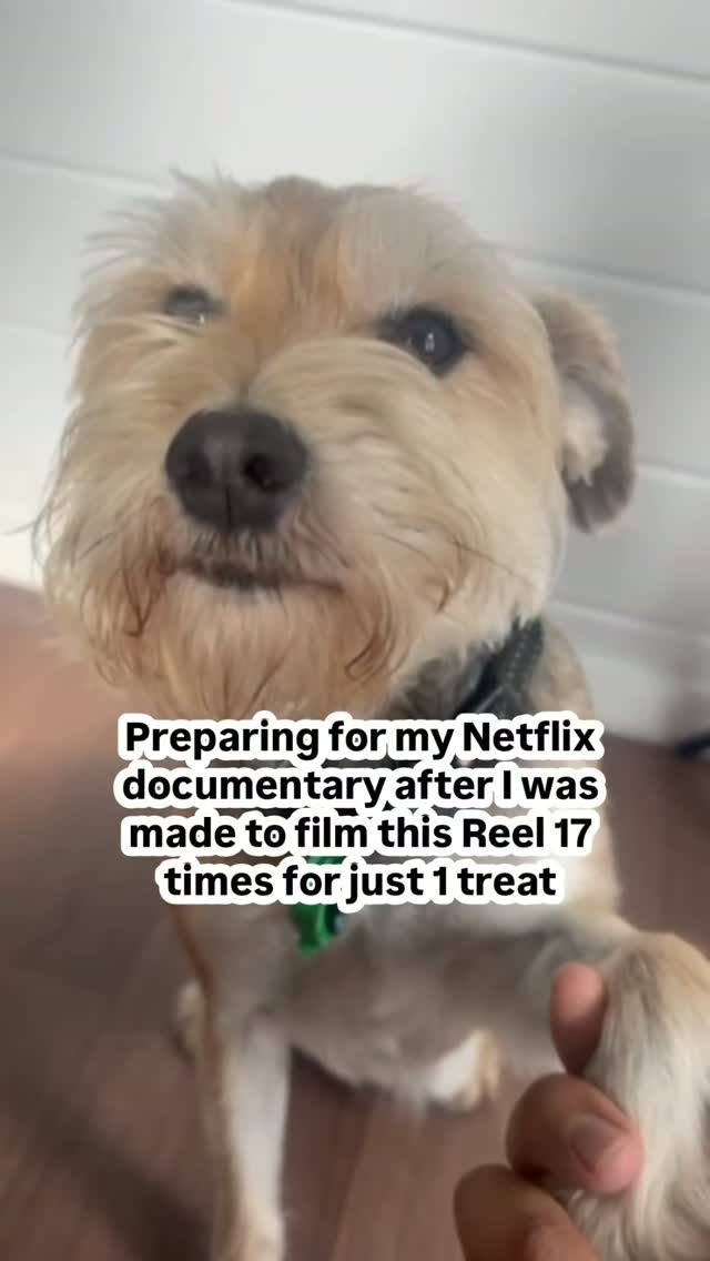 Its the slow handshake for us🤣 ..But honestly, we have the best time with our overnight guests 💕
#Hamiltonpettransport #personalpetshippers #schnauzerlove #netflixseries #nzpets