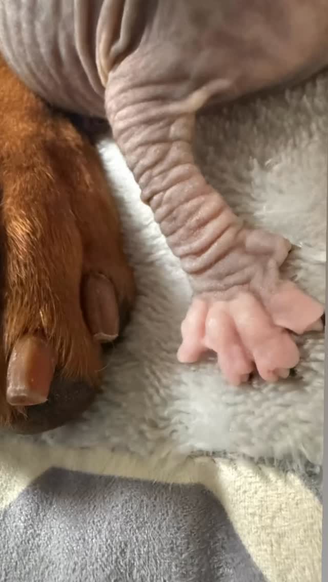 Little paws, big paws. 🤎🐾
Kora has always known exactly how gentle to be with the tiniest members of the family. There’s something so sweet about watching a big dog love the littlest kittens. 🥹
#Donskoy #DonskoyKitten #Vizsla #CatsAndDogs #DonEdenDonskoy