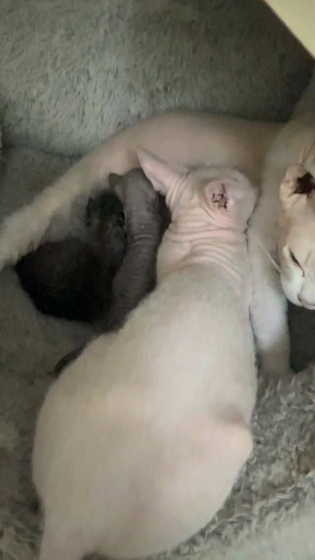 No matter how old your babies get, a mother is always a mother. 🤍
Marshmallow may be all grown up, but she still knows there’s always room next to Mom… even with a new batch of little siblings. 🥹🐾
#Donskoy #DonskoyCats #CatMom #Motherhood #DonEdenDonskoy