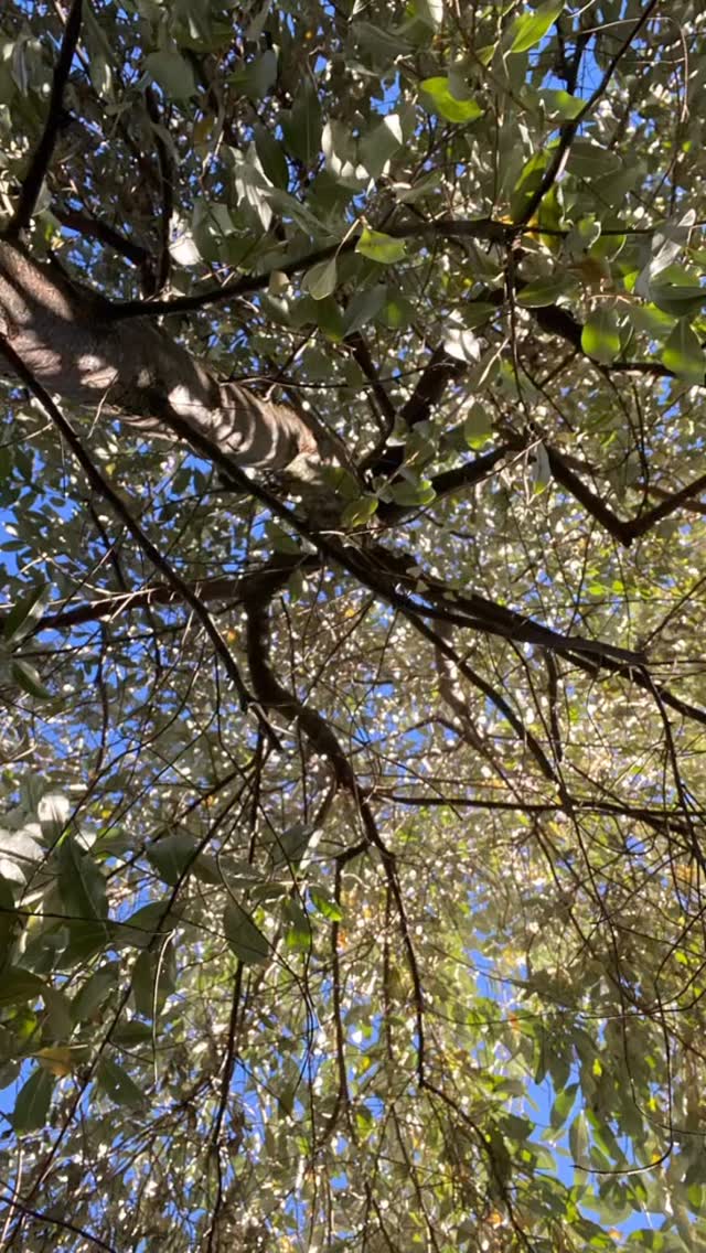 Härliga planteringstider 🌳☀️Denna vecka har jag planterat en finfin Ullungrönn, följt upp planteringar från i våras av bl.a ulleterneller som växt till sig SÅ snabbt!, stammat upp en vild perukbuske, planterat åt @sjosalasus_tradgard, haft ett nytt spännande kundmöte, presenterat en design som ska anläggas i oktober - och idag planterat rabatter tillsammans med en kund som jag designat med fina växter från @vaxtbiten . Hann t.o.m. strajpa bilen på vägen 🚙💨 full fräs fram till höstlovet!🤗Nu ladda inför sista helgen på Ulriakdal för denna säsong 🍂🍂🍂