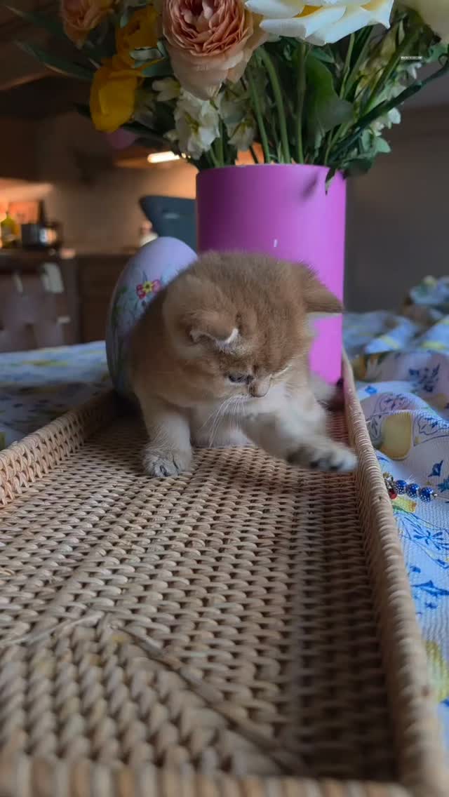 ๐๐๐ฅง๐ British Shorthair Heaven ๐๐ฟ๐ฆ๐
#britishcats #Cheshirecat #pussinboots