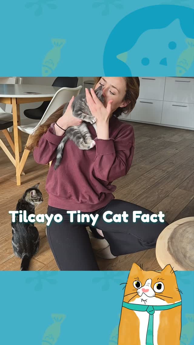 Not every wild cat is what it seems šš¾
The Leopardus Tilcayo was known for years ā but DNA testing recently confirmed something surprising: itās a species of its own. š§¬
And no⦠these little furballs arenāt Tilcayos. š
#tilcayo #wildcats #bigcats #catfacts #naturephotography
In frame footage by The Earth Maze