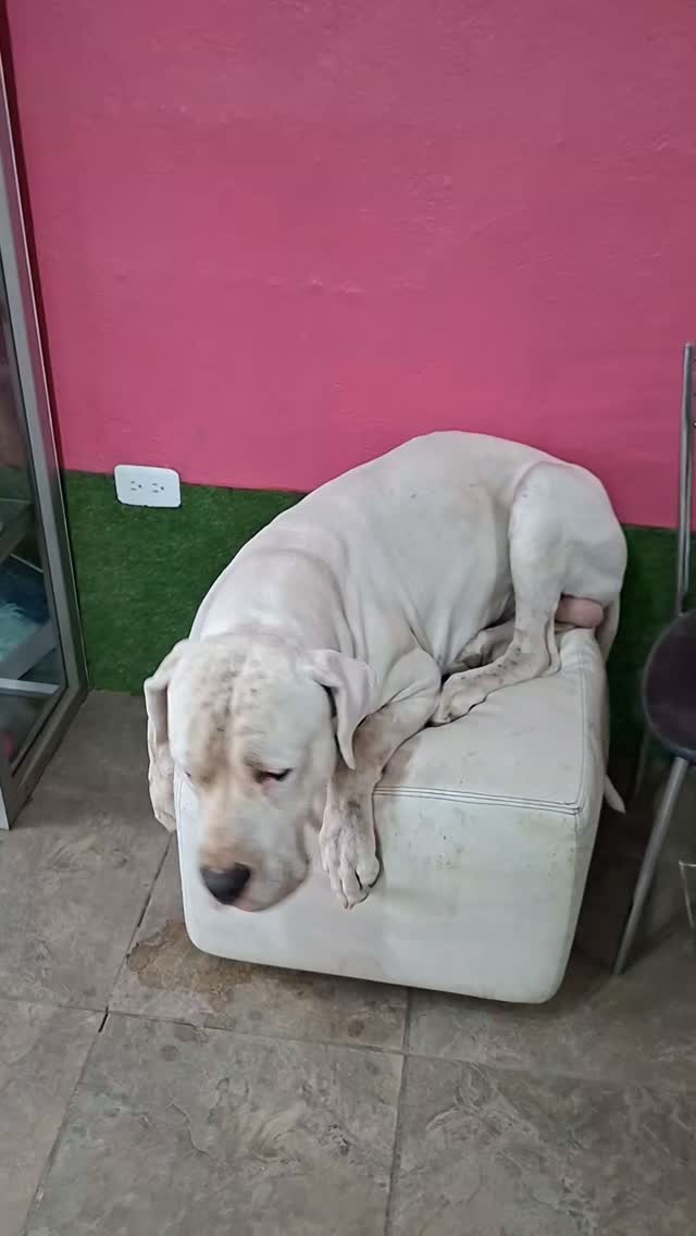 ¡Miren cómo se acomoda este pequeño gigante! 🐾🐶
Conozcan a Tony disfrutando al máximo de su comodidad en Peludos Lodge. No importa el tamaño, ¡siempre encuentran su rincón ideal para descansar y relajarse con nosotros! 💤✨
📍 Ubicación: Sector del Terminal Terrestre de Carcelén
📞 WhatsApp: 0992 539 305
¡Reserva su estadía y dales el descanso que se merecen!
#PeludosLodge #HotelDePerros #PerrosFlocosos #MascotasFelices #Carcelén QuitoPets