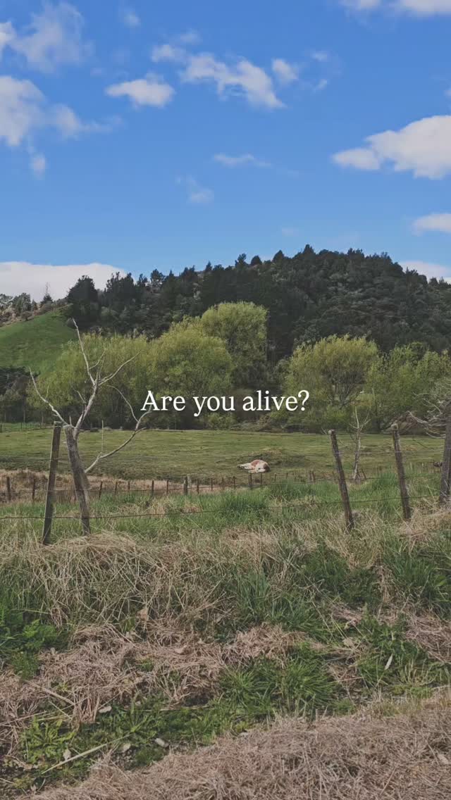 This horse naps like nothing I've ever seen and keeps doing it 🫣🫣
.
.
.
.
.
.
.
.
.
#funny #horse #ruralnz #farmlife