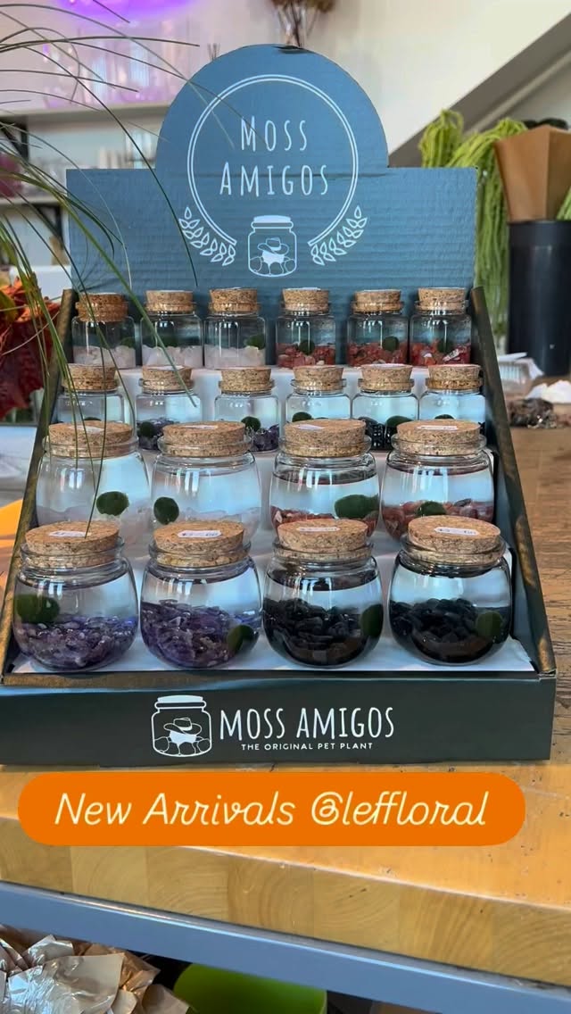 Fresh new arrivals in store and on our website! Moss Amigos, the original pet plant, and seasonal Cozy candle flight pack with Cozy Cabin, Warm Flannel and Sweater Weather scents perfect for the cool temps.
COZY IN THE CITY!
www.leffloral.com
243 N 5th St
Columbus, OH 43215
614-254-6280