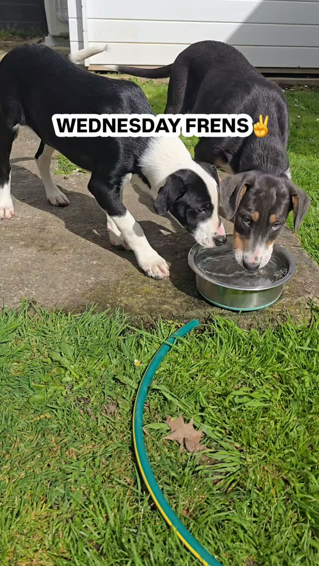 Bring on the long sunny days🌞
#nzheadingdogs #puppylove #hamiltonpettransport #personalpetshippers #germanshepherdofinstagram