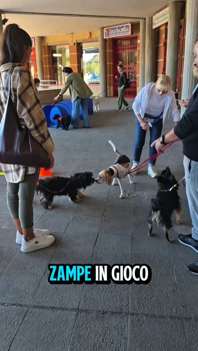 🐾✨ E questo è stato ZAMPE IN GIOCO! ✨🐾
Un pomeriggio pieno di sorrisi, code scodinzolanti, curiosità e tanta voglia di stare insieme! 💙
Grazie di cuore a tutti voi che avete partecipato e avete reso questa giornata così speciale. 🥰
Abbiamo fatto tante attività, dentro e fuori dalla palestra, esplorato il mondo attraverso il fiuto, giocato, scoperto e condiviso nuove esperienze.
E poi loro… 🐶❤️
Tantissimi cani meravigliosi, grandi, piccoli, giovani e meno giovani, ognuno con la propria personalità e il proprio modo unico di vivere le esperienze.
Spero che vi siate divertiti e che abbiate portato a casa un bel ricordo di questo pomeriggio insieme! 🌿🐾
E se ve lo siete perso?
Oppure siete stati con noi e vi è piaciuto così tanto da voler partecipare ancora? 🥰
👉 Continuate a seguire le mie pagine social per non perdere i prossimi appuntamenti!
Ci saranno nuove iniziative, attività ed eventi, gratuiti e non, pensati per vivere insieme ai nostri cani nuove esperienze, imparare e soprattutto divertirsi. 🐾💙
📲 Seguitemi e ci vediamo al prossimo appuntamento!
#psicomotricitàa4zampe #zampeingioco #attivitàpercani #canirimini #benesseredelcane