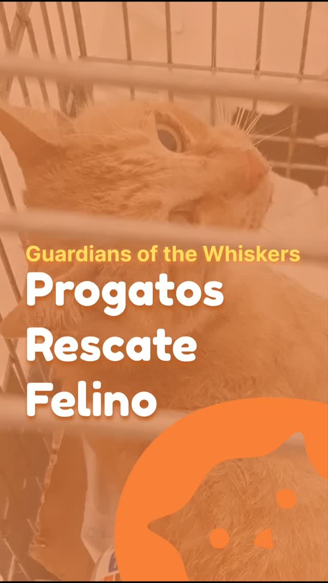 Some rescues take more than a carrier and a blanket. š¾
Based in Toledo, Spain, Progatos Rescate Felino responds to feline emergencies 24/7, taking on the difficult rescues that others may not be equipped to handle ā from cats trapped in engines and buildings to high-rise rescues, fires and floods.
Since 2018, their work has been guided by one powerful idea: no cat should die in a ditch.
Now, Progatos is also working towards something that could transform the lives of the cats who have nowhere else to go: their own sanctuary. A safe space where rescued cats, including those who cannot return to the streets, can live with more freedom, peace and dignity.
Their message is one we can all get behind: more love, more empathy, more unity.
Read the full story on CatSwoppr and discover more about @progatosrescatefelino š±ā¤ļø
#catrescue #felinerescue #animalrescue #catwelfare #catswoppr